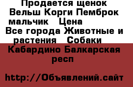Продается щенок Вельш Корги Пемброк мальчик › Цена ­ 65 000 - Все города Животные и растения » Собаки   . Кабардино-Балкарская респ.